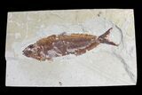 Cretaceous Fossil Fish (Osmeroides) - Hakel, Lebanon #173161-1